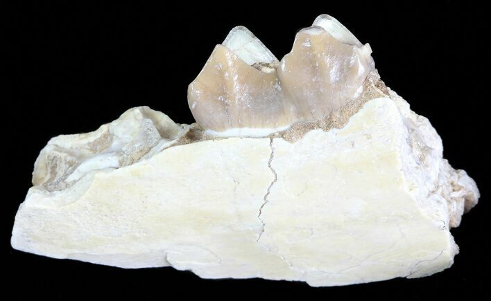 Oreodont (Leptauchenia) Jaw Section - South Dakota #70118